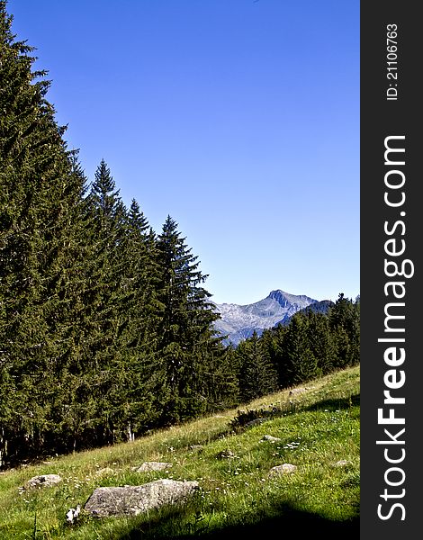 Trees in a meadow of mountain. Trees in a meadow of mountain