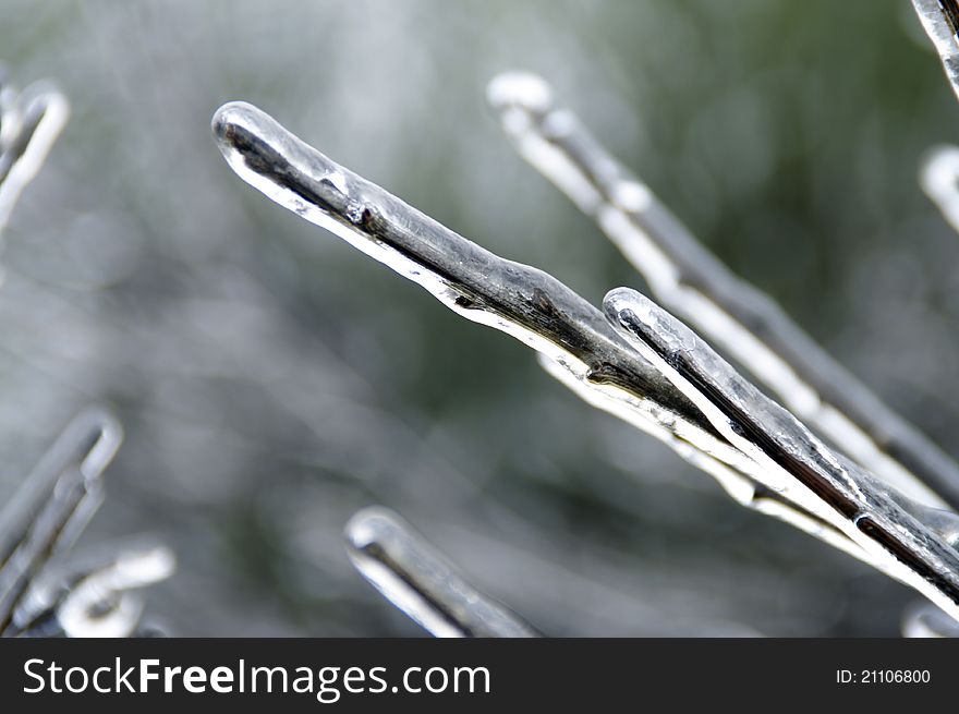 Branches Covered In Ice Crystals