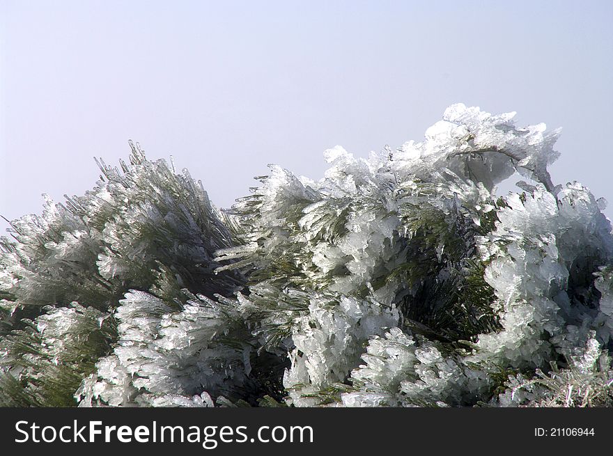 Branches covered in snow and ice crystals