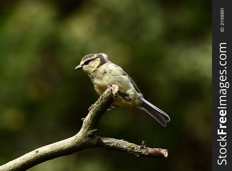 Blue tit sitting on a branch