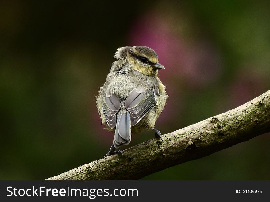 Blue tit perching on a branch