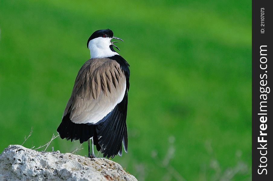 Spur-winged Lapwing