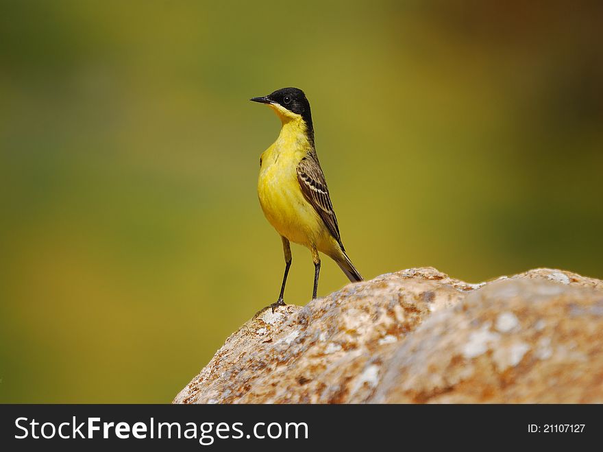 Yellow wagtail perched on a log, against green field