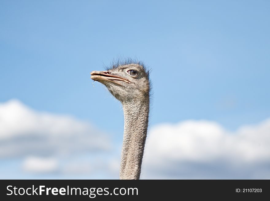 A beautiful ostrich on a farm. A beautiful ostrich on a farm