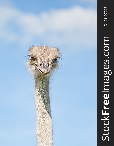 An ostrich on a farm in Dalarna, Sweden