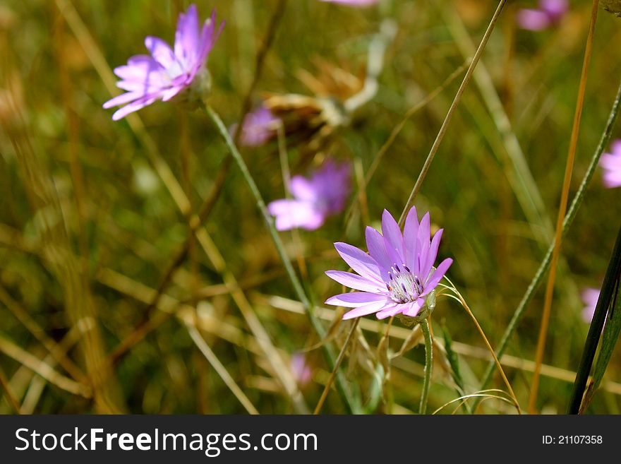 Purple wildflowers in the grass.