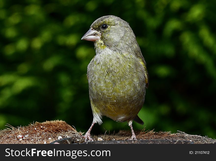 Green Finch posing for the camera