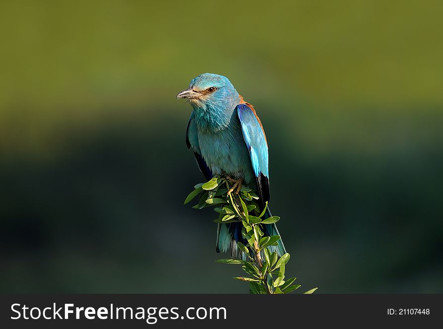 A colourful Lilac-breasted Roller