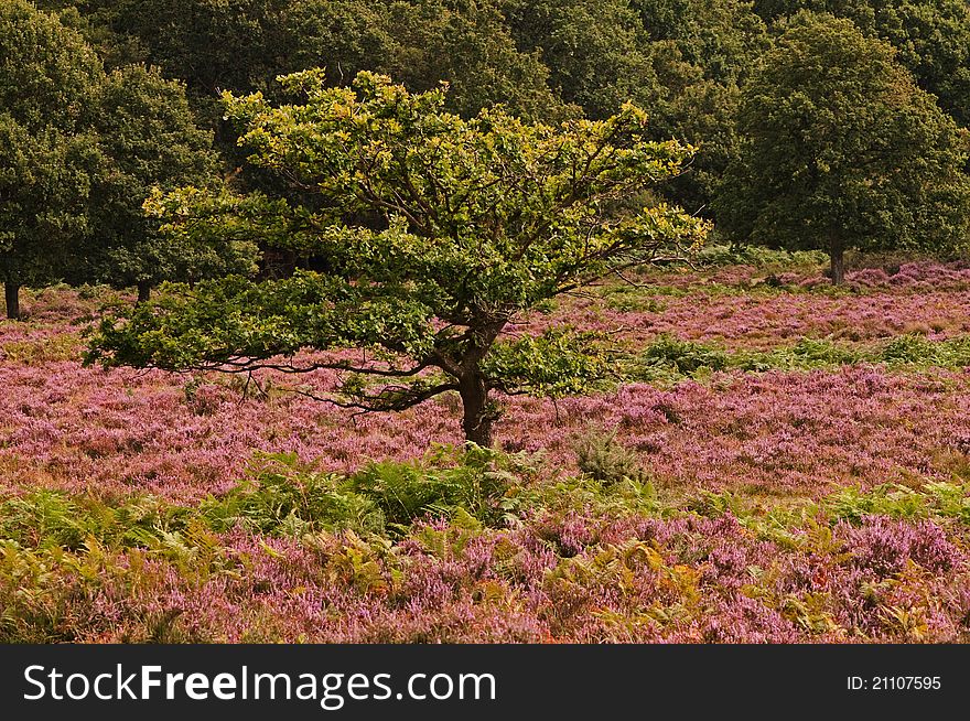 Lone oak grows amongst wild heather