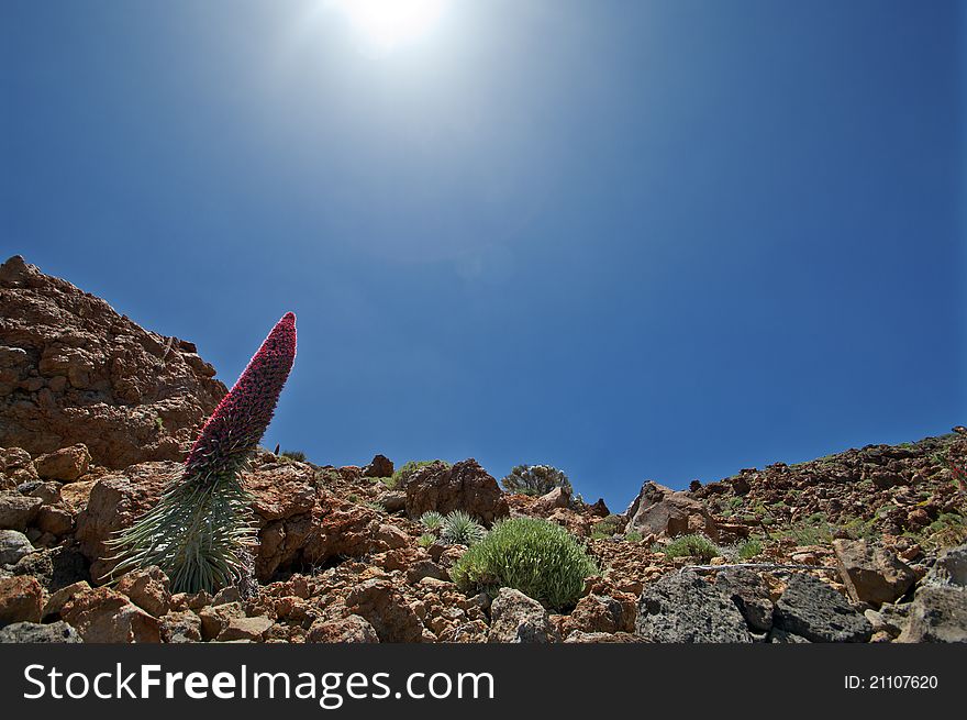 The Teide Bugloss