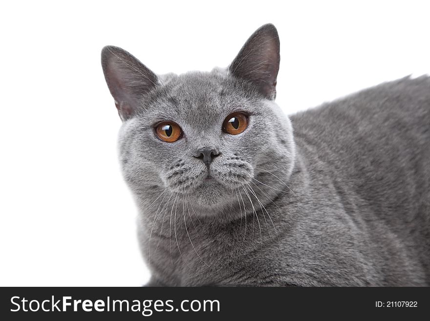 Close-up studio portrait of smiling beautiful young British blue cat on isolated white background