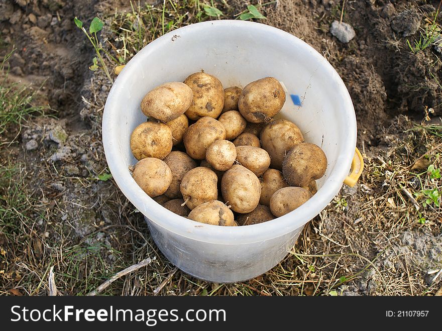 Ecologically cultivated soiled potatoes in a bowl on field. Ecologically cultivated soiled potatoes in a bowl on field
