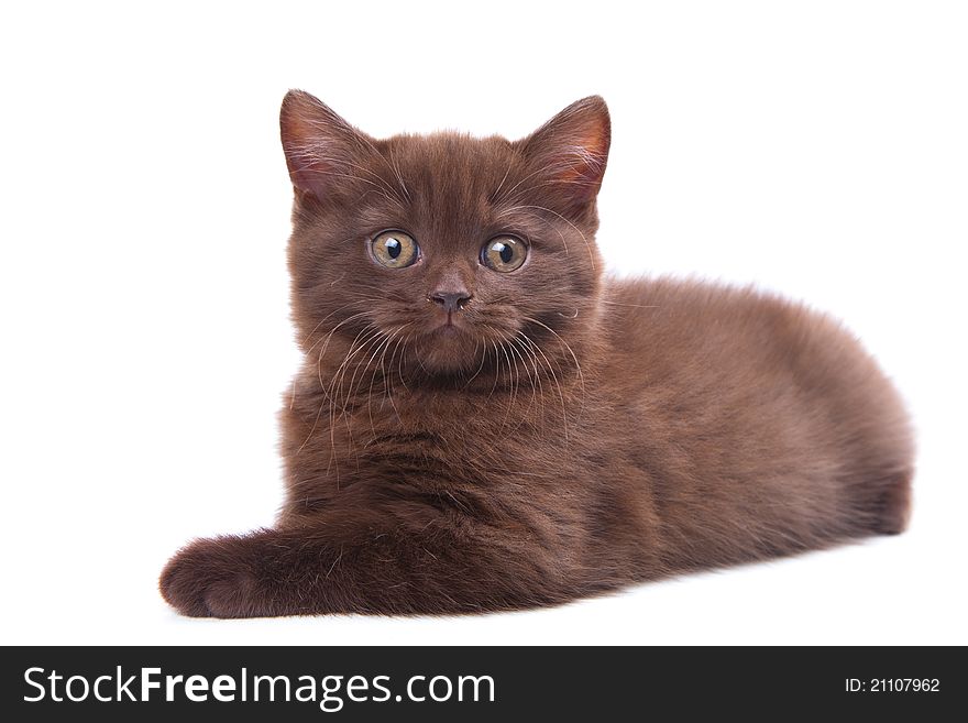 Studio portrait  of cute young chestnut British kitten  lying on isolated white background