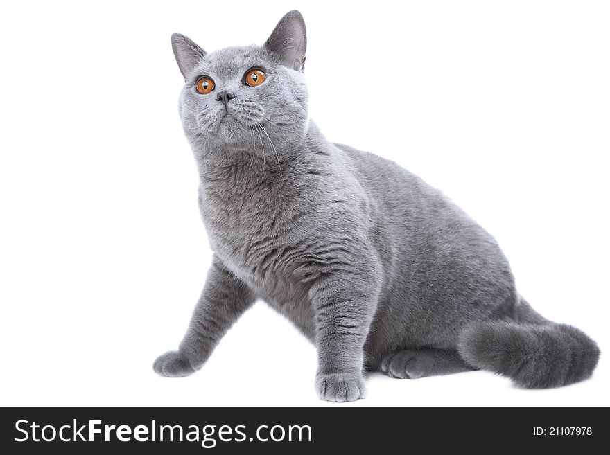 Studio portrait  of hunting beautiful young British blue cat sitting on isolated white background