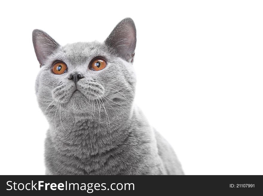 Close-up studio portrait of smiling beautiful young British blue cat on isolated white background