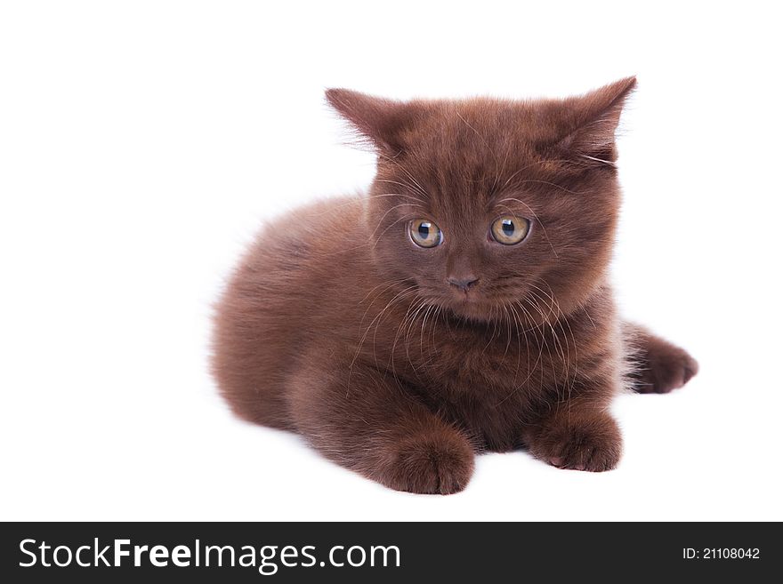 Studio portrait  of cute young chestnut British kitten  lying on isolated white background