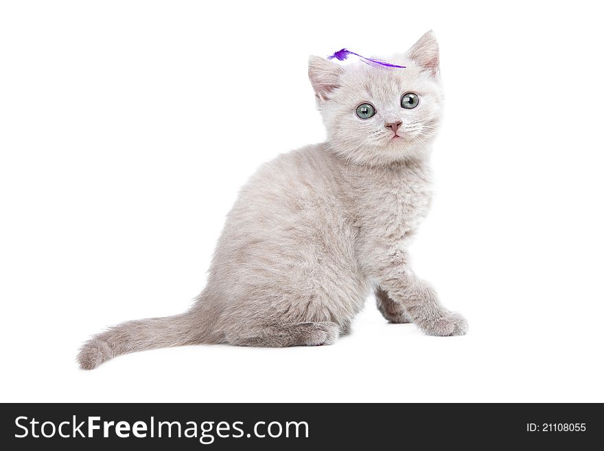 Studio portrait of playful young pale-yellow British kitten sitting on isolated white background with violet feather on head