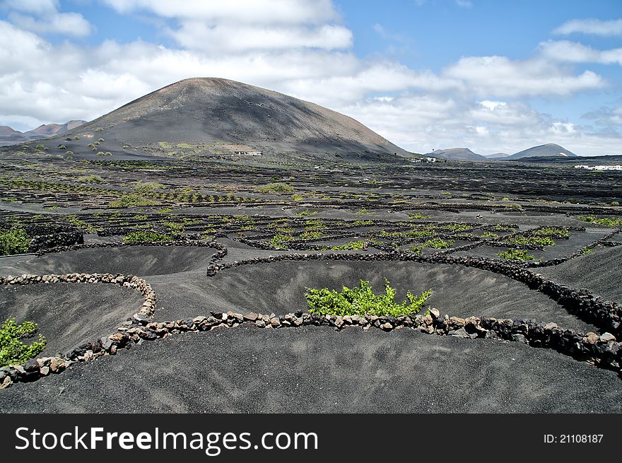 Vineyards in La Geria, Lanzarote, canary islands, Spain. Vineyards in La Geria, Lanzarote, canary islands, Spain.