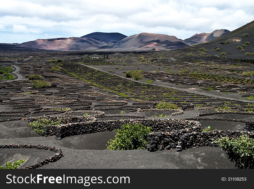 Vineyards in La Geria, Lanzarote