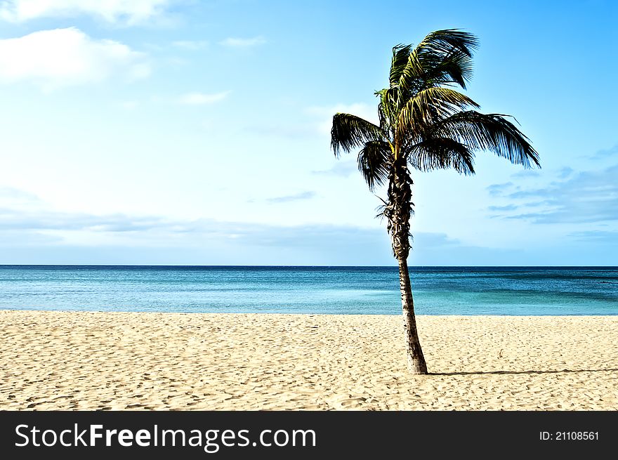 Perfect tropical white sand beach with palm trees