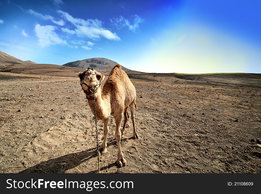 Camel In The Canarian Island, Lanzarote