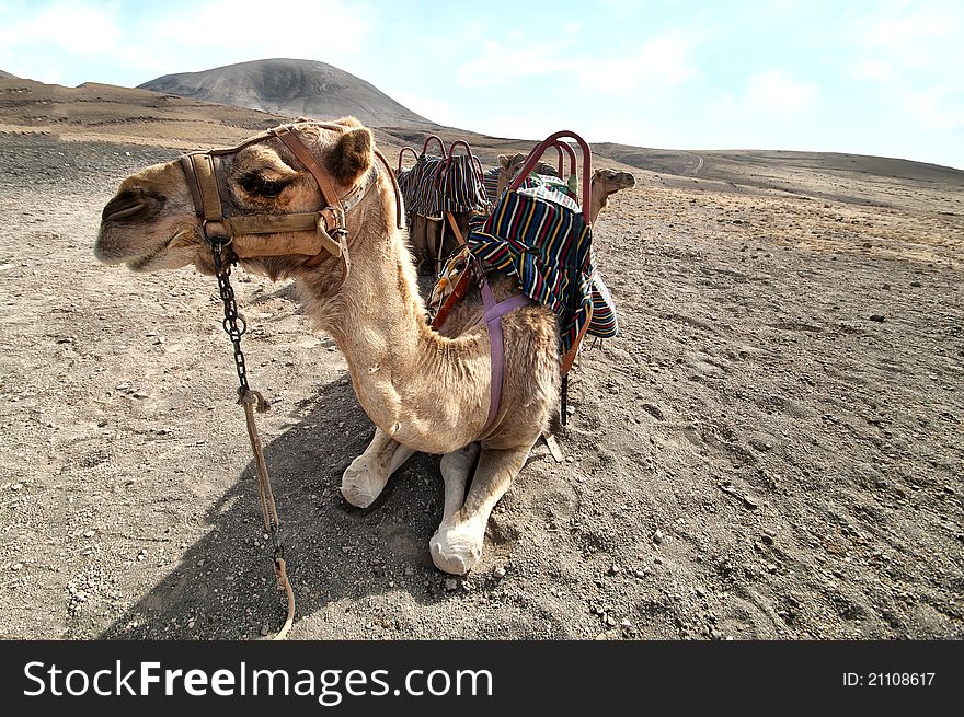 Camel In The Canarian Island, Lanzarote