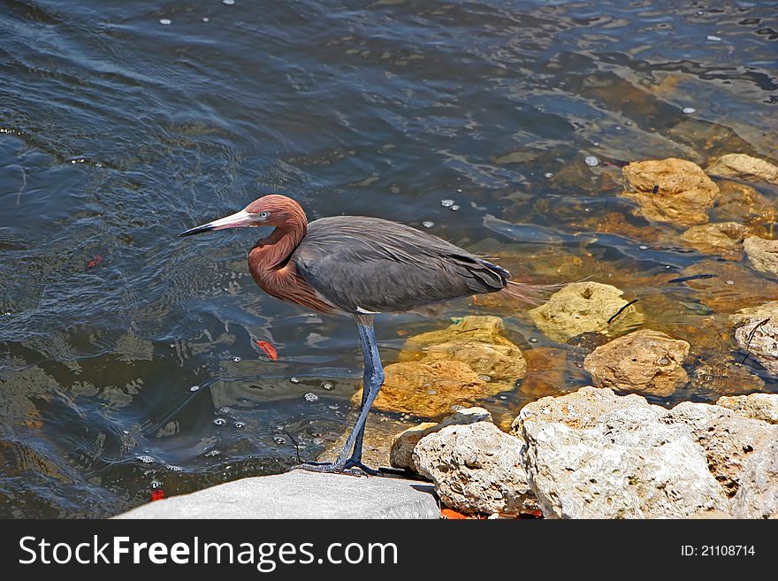 Reddish Egret