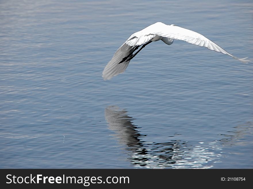 Great Egret In Flight Ding Darling Wildlife Refuge Florida