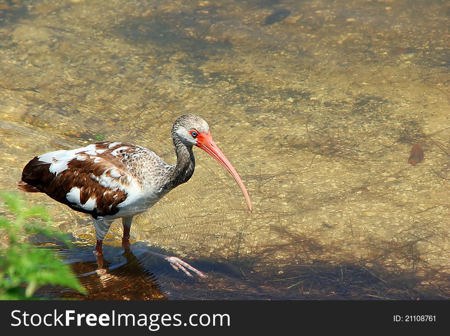 Juvenile Immature American White Ibis Ding Darling Wildlife Refuge Sanibel Florida