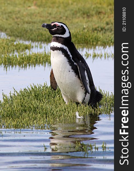 Magellanic penguin standing on shore, picture shotted in Bahia Bustamante