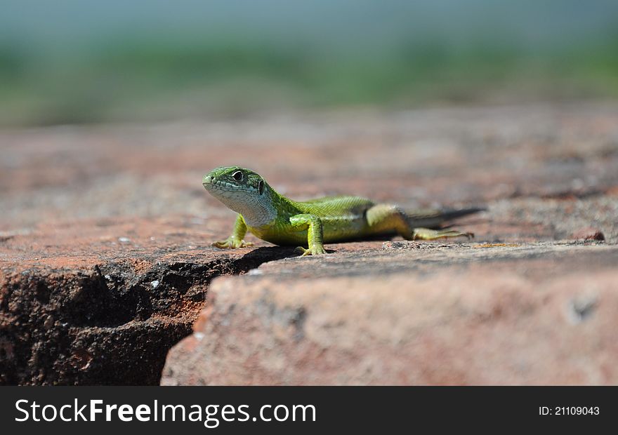 Balkan green lizard (Lacerta trilineata)
