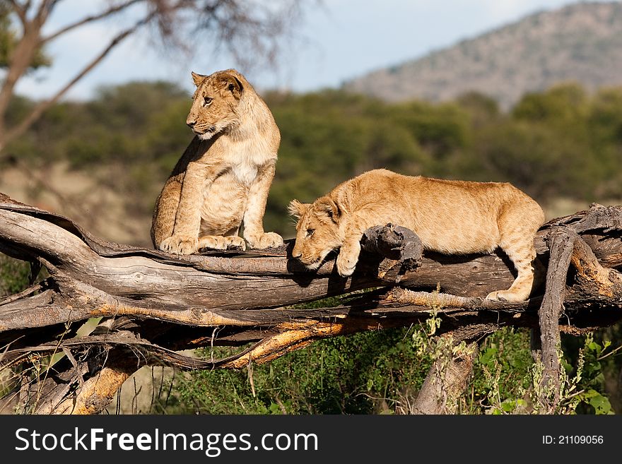 Two playful lion cubs on a fallen tree stump. Two playful lion cubs on a fallen tree stump