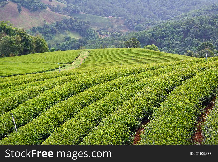 Green tea farm on mountain background