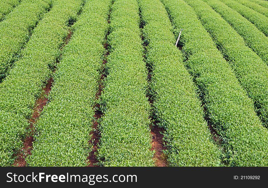Green tea farm on mountain background