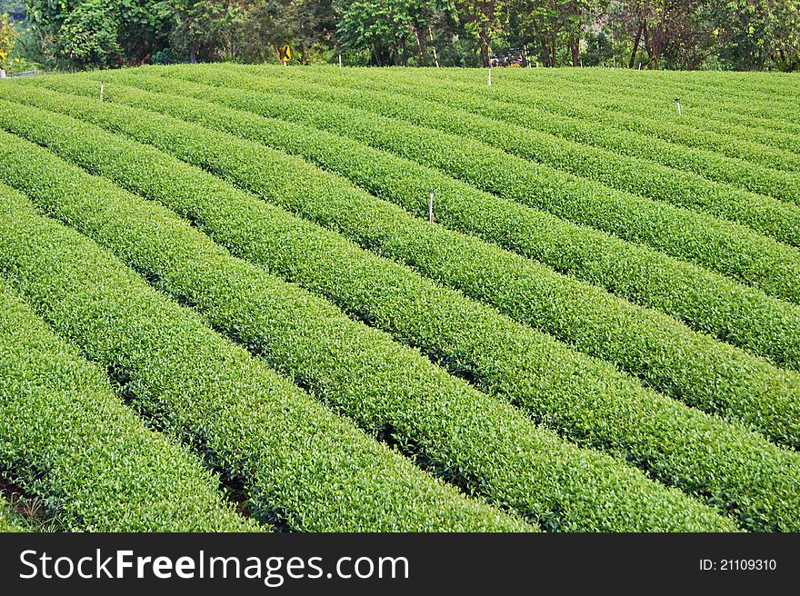 Green tea farm on mountain background