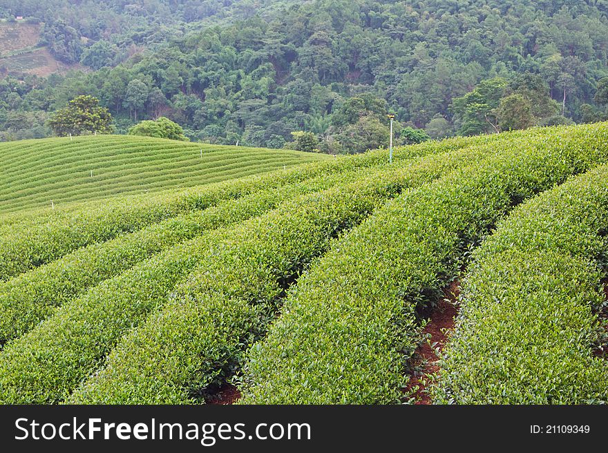 Green tea farm on mountain background