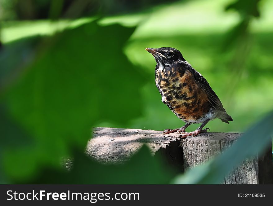 Young robin in garden with bright green in background.