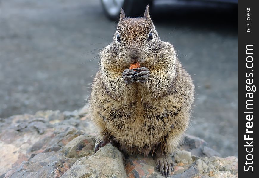 Squirrel eating a nut on parking lot