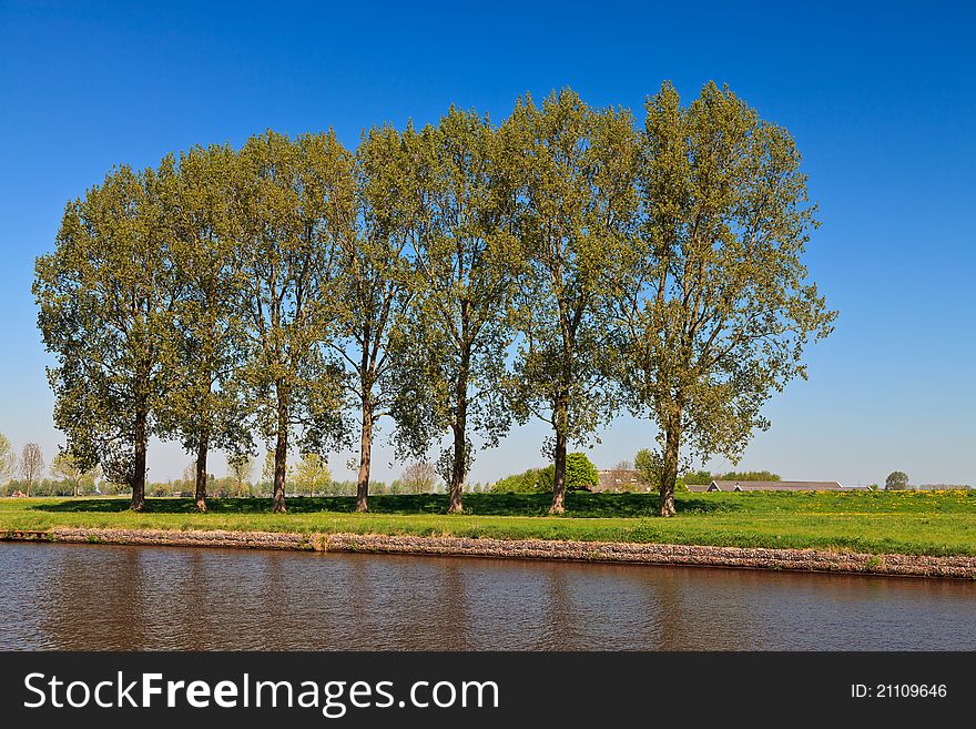 Row of trees near the canal