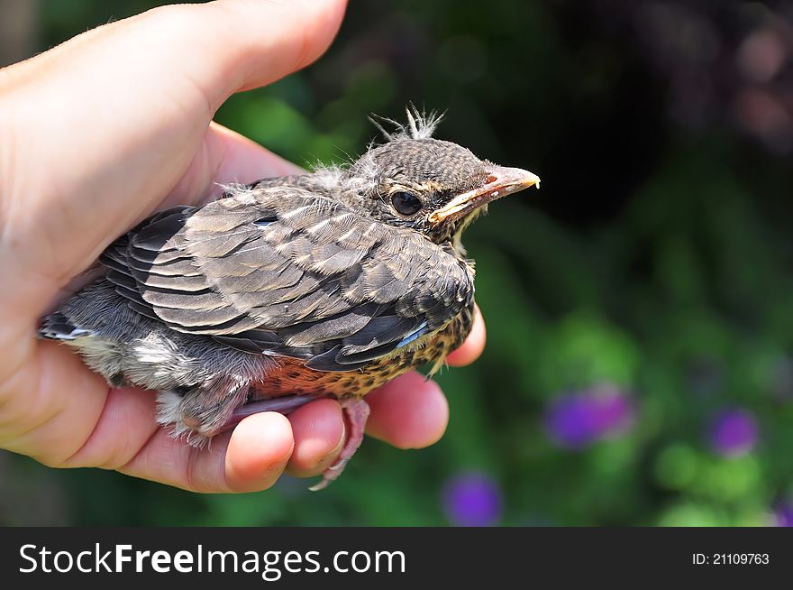 Young robin fallen from the nest and rescued by a human. Young robin fallen from the nest and rescued by a human