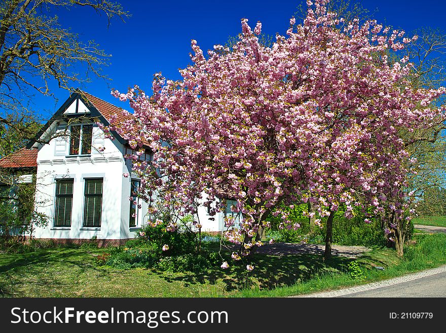 Pink cherry tree blossom in spring time