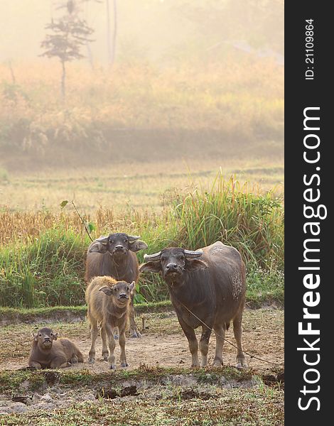 A Herd Of Buffalos In Dry Field On Morning