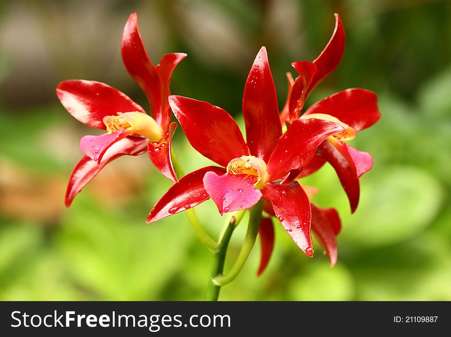 Bunch of red orchid, cattleya hybrids. Bunch of red orchid, cattleya hybrids