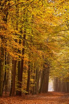 Sand Lane With Trees In Autumn Stock Image Sand Lane With Trees In Autumn Stock Image