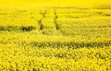 Rape Field Stock Photo Rape Field Stock Photo