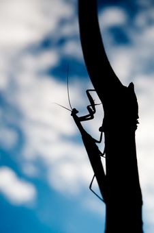 Praying Mantis Silhouette Stock Image Praying Mantis Silhouette Stock Image