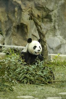 Chinese Panda Royalty Free Stock Photo