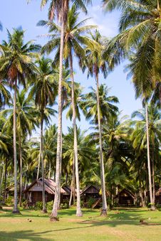 Cottages In Palm Forest Stock Photography