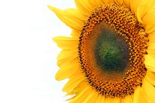 Sunflower Close-up Isolated Stock Images