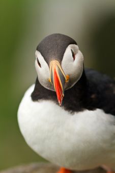 Puffin Stock Photography Puffin Stock Photography